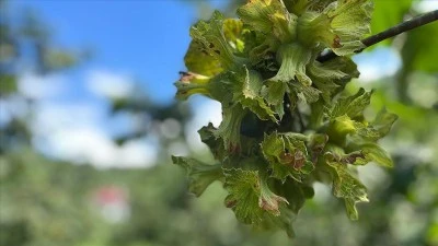 Fındık hasadına başlandı