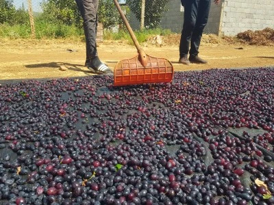 Gaziantep'in tescilli üzümleri kurutularak kışa hazırlanıyor