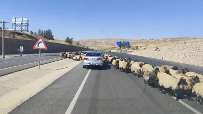 Göçerlerin Sonbahar Yolculuğu Başladı