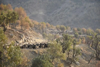 Göçerlerin yaylalardan kışlaklara yolculuğu sürüyor