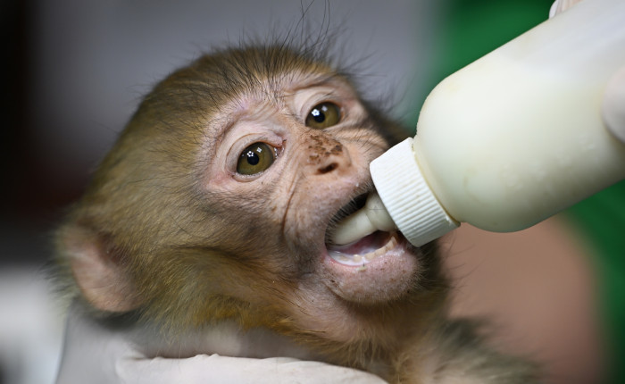 Gümrükte ele geçirilen 2 maymun yavrusu Gaziantep'teki yeni yuvalarına yerleştirildi