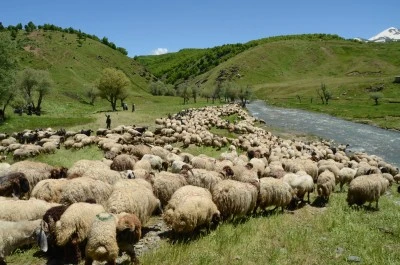 G&uuml;neydoğu illerinden gelen g&ouml;&ccedil;erler Muş'un yaylalarında konaklamaya başladı