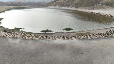Küçükbaş hayvan sürüleri Nemrut Dağı'ndaki gölde serinliyor