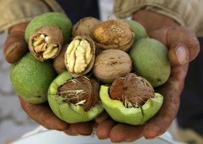 Ceviz hasadındaki yüksek verim Bitlisli üreticilerin yüzünü güldürdü