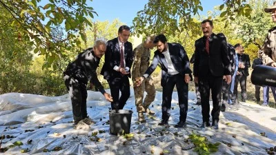 Bitlis Valisi Ahmet Karakaya ceviz hasadına katıldı