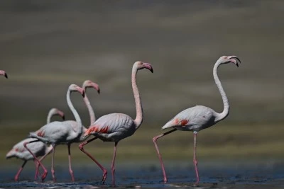 Erçek Gölü, göç eden flamingolara da ev sahipliği yapıyor