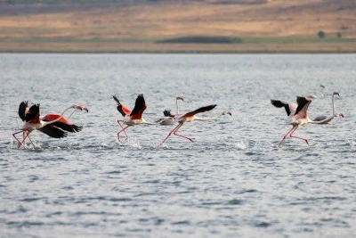 Flamingolar Van Gölü'ne renk katıyor
