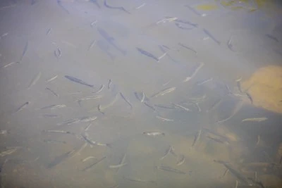 Van Gölü'nün &quot;yavru incileri&quot; dönüş yolculuğunda