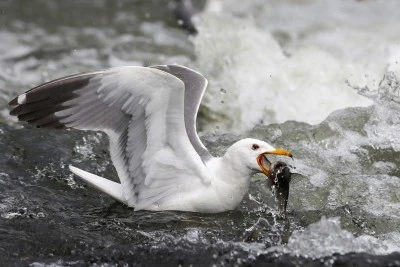 Siirt'in komşu ilinde kaçak balık avlayanlara milyonluk ceza!