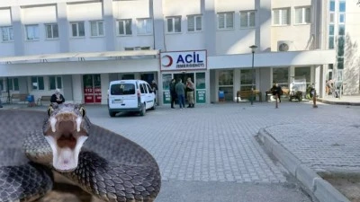 Kurtalan’da 75 Yaşındaki Kadını Yılan Isırdı