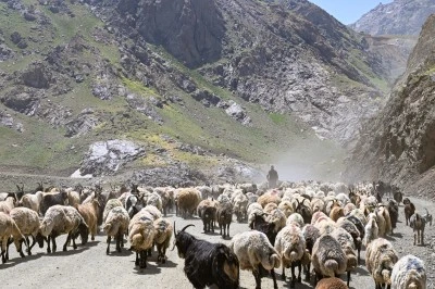 Hakkari yaylalarında otlatılan sürüler sağım için zorlu yolları aşıyor
