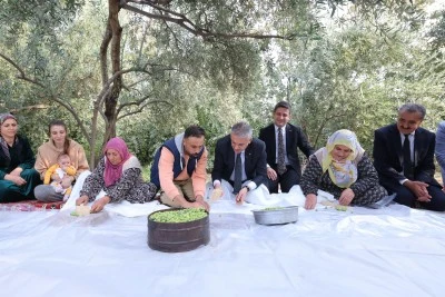 Mardin Valisi Tuncay Akkoyun Derik ilçesinde zeytin hasadına katıldı