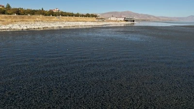 Van Gölü'nde kıyıya yakın bazı noktalarda yosun tabakası oluştu