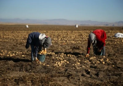 Doğu'nun &quot;patates havzası&quot; Bitlis'te hummalı hasat mesaisi