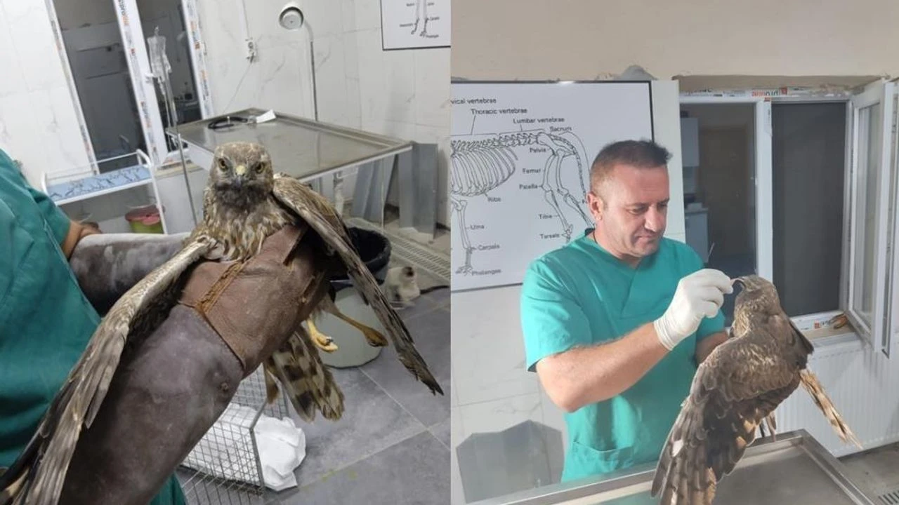 Hakkari’de yaralı şahin tedavi edilerek doğaya salındı