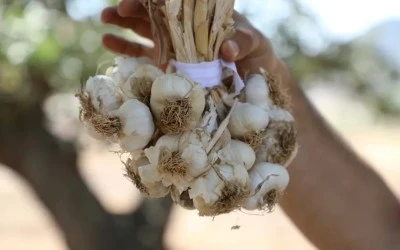 Hasankeyf'te tescilli sarımsağın hasadı yapıldı
