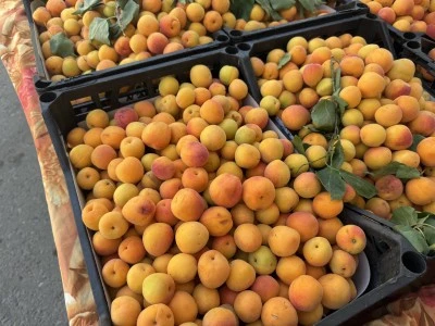 Hasankeyf’ten Kurtalan’a Gelen Kayısılar Fiyatları Düşürdü