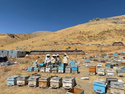 Hizan'da arıcılar karakovan balı hasadına başladı