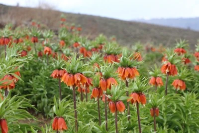 Karlıova'da ters laleler açtı