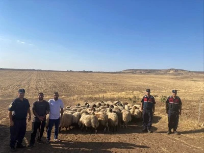 Kaybolan küçükbaş hayvanlar dron ile bulundu