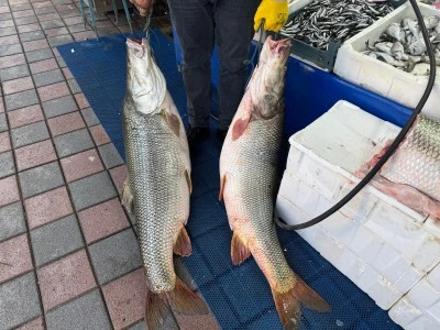 Keban Barajı&rsquo;ndan Getirilen Dev Tatlı Su Turnaları İlgi Odağı Oldu