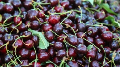 Kiraz ve Vişne Arasındaki Farklar Neler? İşte Bilmeniz Gerekenler