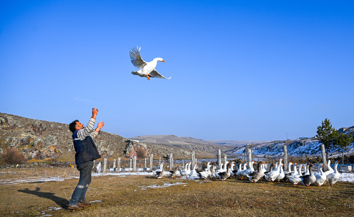 Kış aylarının vazgeçilmez lezzeti kazların sofralara hazırlık süreci devam ediyor