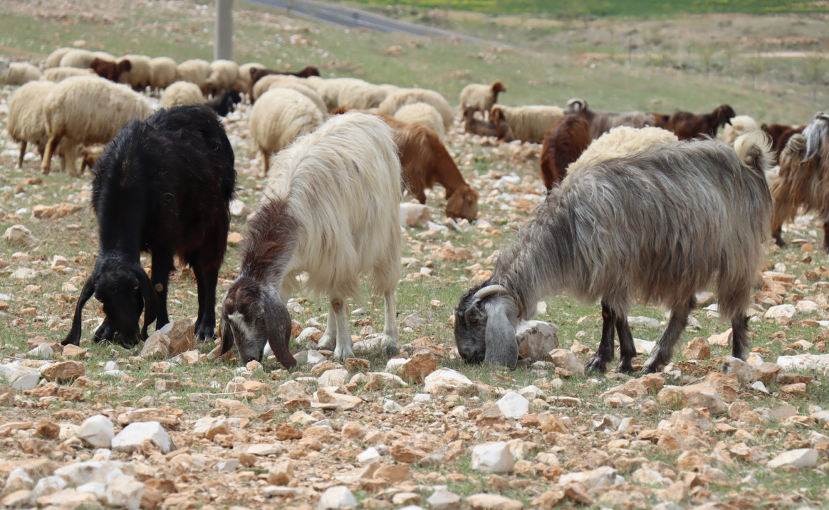 Küçükbaş hayvan yetiştiricileri yağış bekliyor