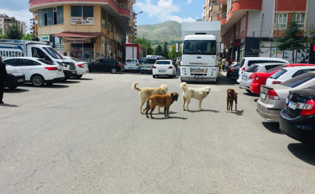 Kurtalan Belediyesinden sokak hayvanları için köklü çözüm