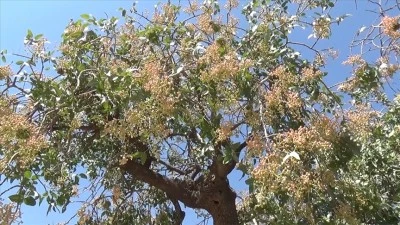 Kurtalan’da 60 Bin Fidan Dağıtımı İçin Başvurular Açıldı