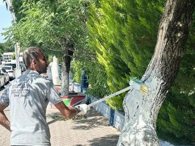 Kurtalan’da Ağaç Gövdelerine Kükürt ve Kireç Uygulaması