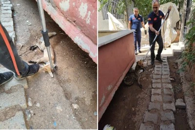 Kurtalan’da Bahçeye Giren Davetsiz Misafir Yakalanarak Doğaya Salındı