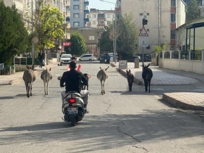 Kurtalan’da Başıboş Eşekler Trafiği Tehlikeye Soktu