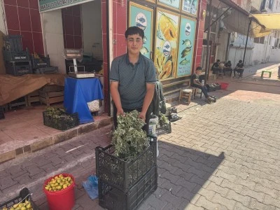 Kurtalan’da Doğal Ortamda Yetişen Şifalı Ot Tezgahlarda Yerini Aldı