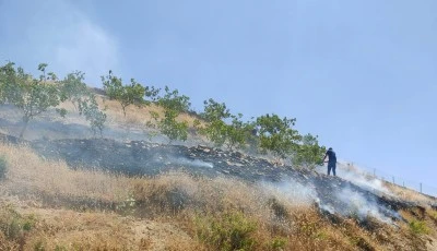 Kurtalan'da Fıstık Bah&ccedil;esi Yangınında 95 Ağa&ccedil; Zarar G&ouml;rd&uuml;