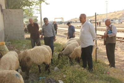 Kurtalan’da Kurbanlıklar Pazara İndi: Fiyatlar Geçen Yıla Göre İkiye Katlandı