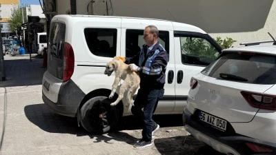 Kurtalan’da Otomobilin Çarptığı Yavru Köpek Tedavi Altına Alındı