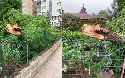 Kurtalan’da şiddetli rüzgar ağaç devirdi