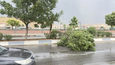 Kurtalan’da Şiddetli Rüzgar Ağacı Devirdi