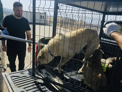 Kurtalan’da Sokak Hayvanları Koruma Altına Alındı