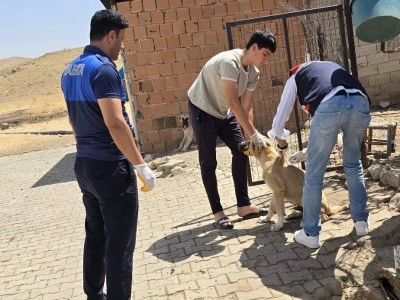 Kurtalan’da Sokak Hayvanlarına Aşılama Çalışması