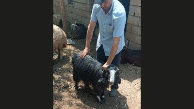 Kurtalan’da Vatandaş Kaybolan Keçisini Arıyor