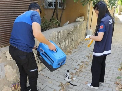 Kurtalan’da Yaralı Halde Bulunan Kedi Tedavi Altına Alındı