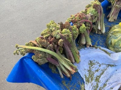 Kurtalan’da Yayla Muzu Sezonu Açıldı, Tezgahlarda Yerini Aldı