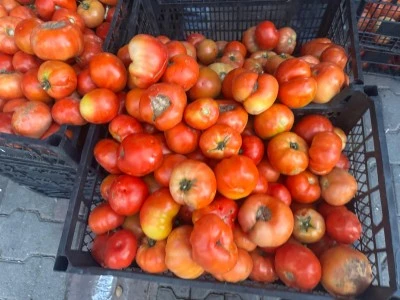 Kurtalan’da Yerli Domatesler Piyasaya Çıktı