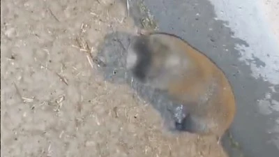 Kurtalan’da Yolunu Şaşıran Köstebek Karayoluna Çıktı