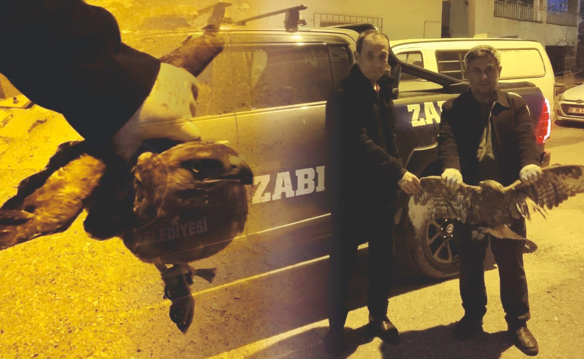 Kurtalan'da ayağına ip dolanan kartal doğaya salındı