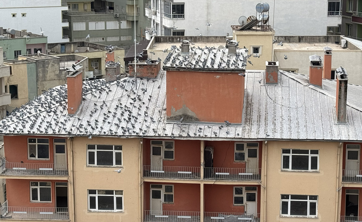 Kurtalan’da Boş Kalan Bina, Güvercinlerin Yeni Yuvası Oldu!