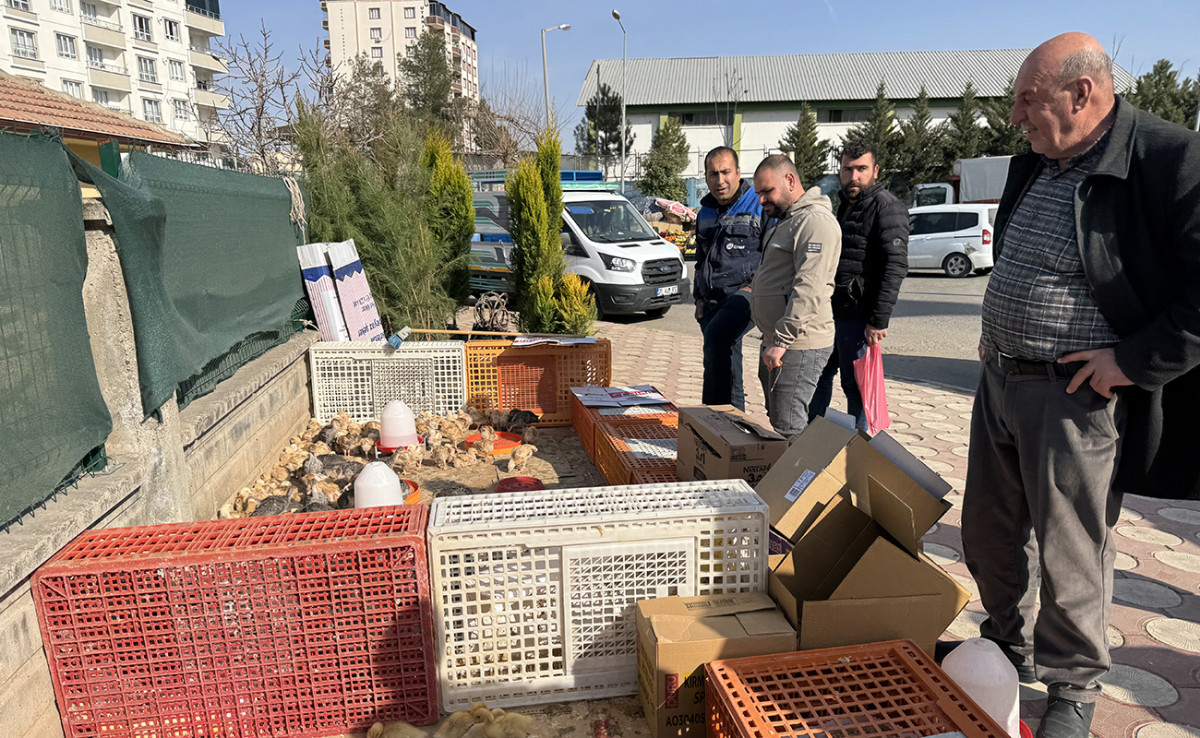 Kurtalan’da Civcivlere Yoğun Talep!