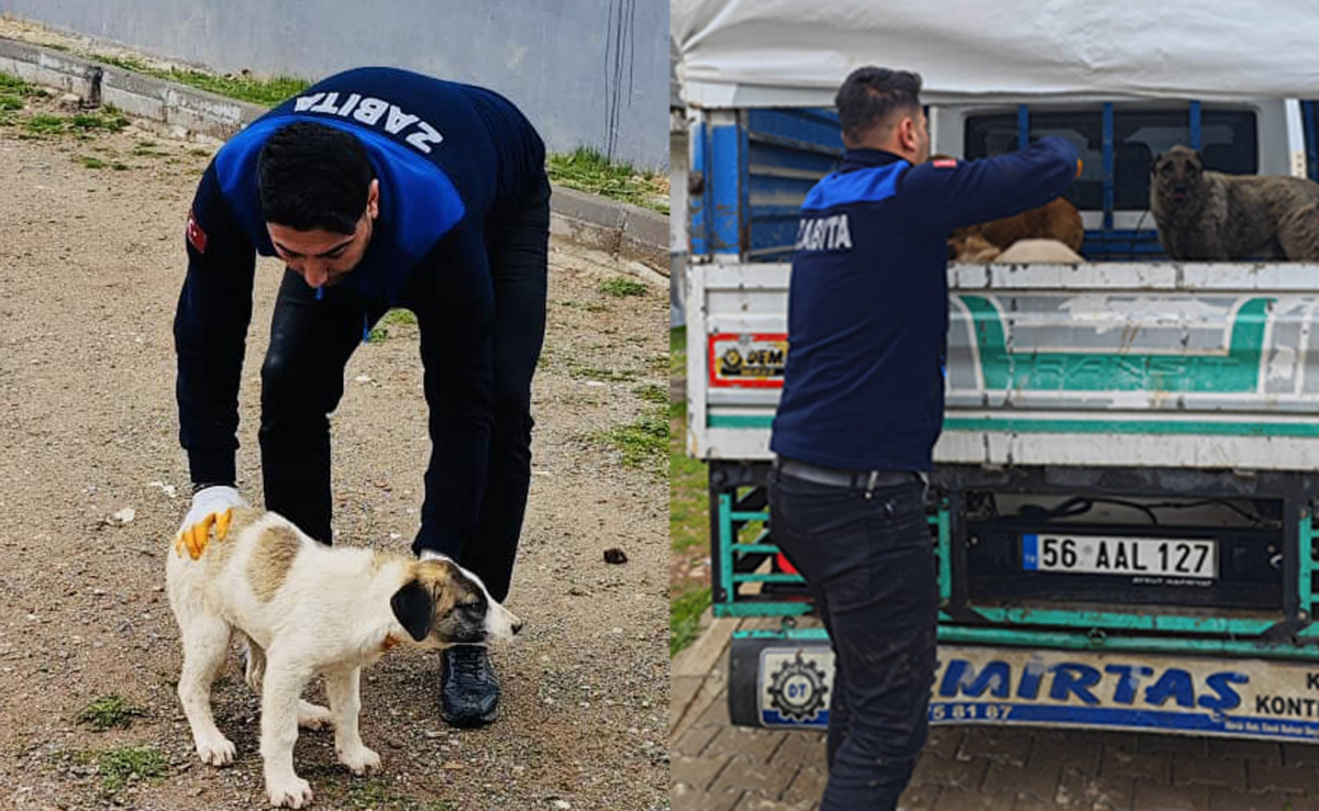Kurtalan’da sokak hayvanları tek tek toplandı!